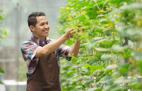 Farmer checking the quality of the plant in farm