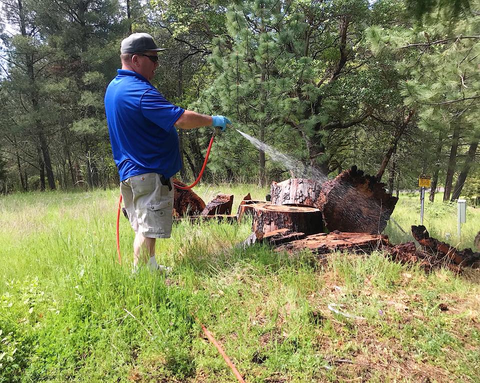 Pest control service