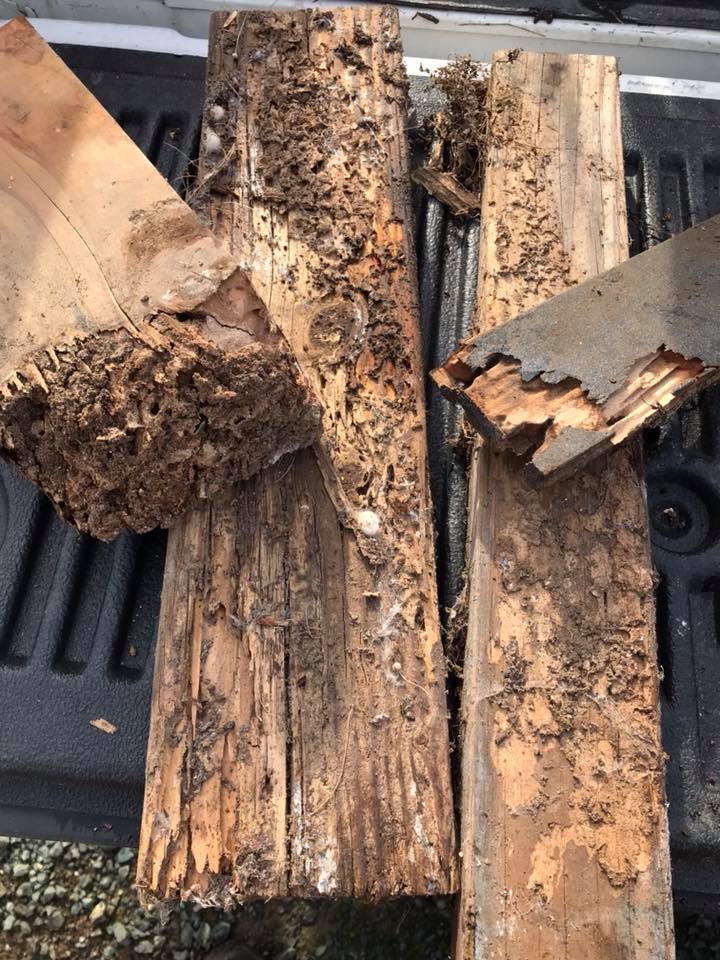 Wood infested with termites