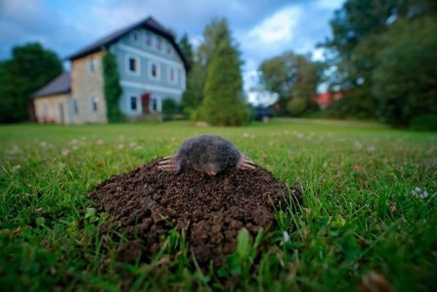 Mole hole