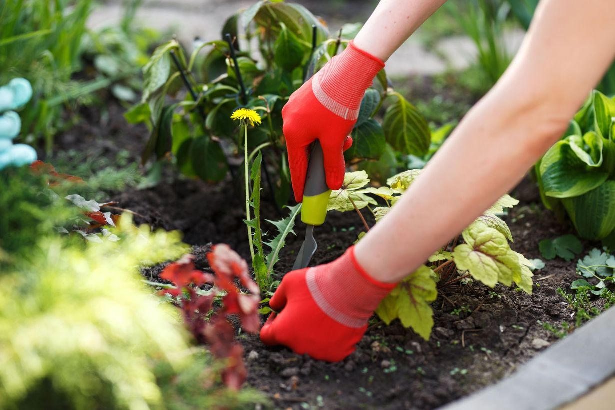 A person wearing red gardening gloves uses a hand trowel to dig around a dandelion in a garden bed.