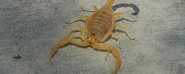 Scorpion on the floor