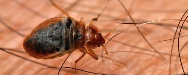 Bed bug Cimex lectularius on human skin