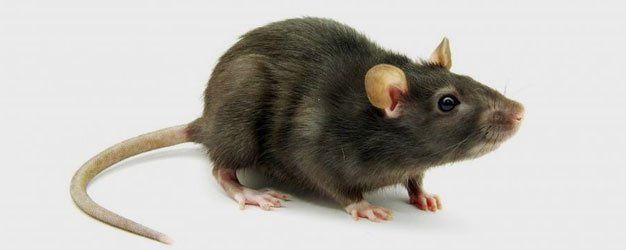 Wb Pest Control Rats Las Vegas Nv