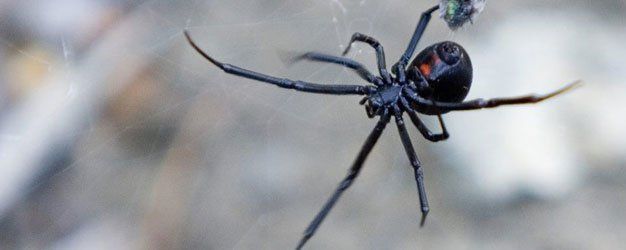 Black widow sets up web