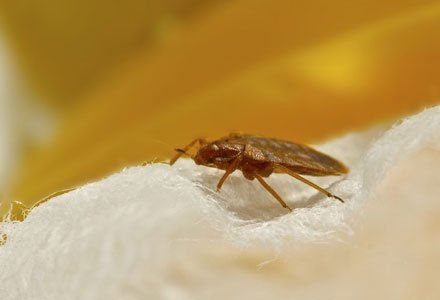 Learn More About Bedbug Eradication Bedbug