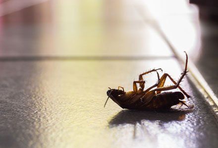 Learn More About German Cockroach Clean Out Silhouette dead cockroach in the house