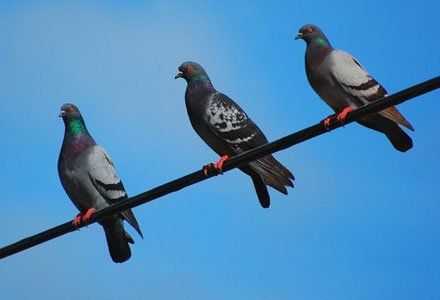 Learn More About Pigeon Exclusion Three pigeons on a line wire