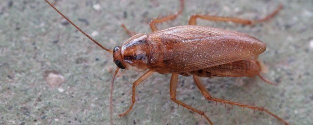 A live wet cockroach