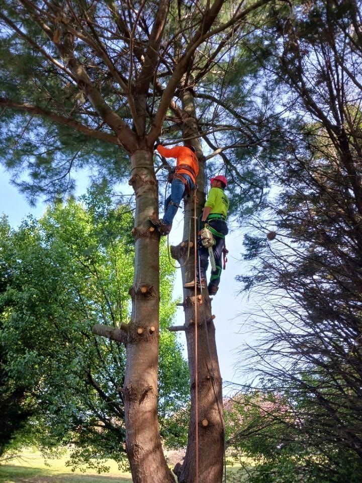 Tree Trimming