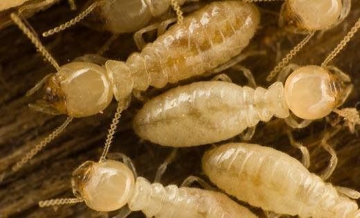 A cluster of pale, soft-bodied worker termites with brownish heads, crawling on a dark, textured wood surface.