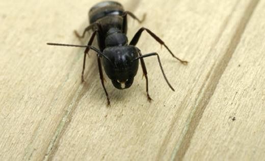 A large black carpenter ant crawling on a light-colored wooden surface.