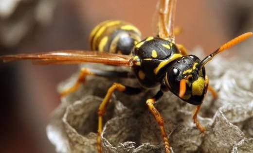 A yellow and black paper wasp sits atop a textured, papery nest, facing forward with its antennae visible.