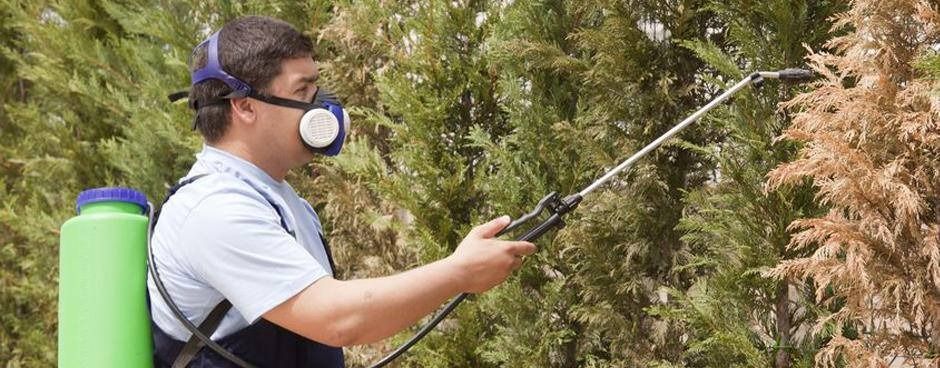 A person wearing a protective mask and backpack sprayer applies treatment to brown, dying foliage on an evergreen tree.