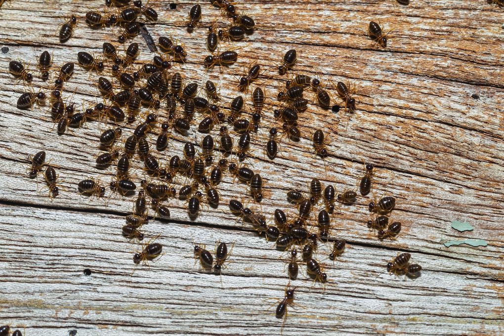 A large group of small, dark termites crawling across a textured, weathered wooden surface.