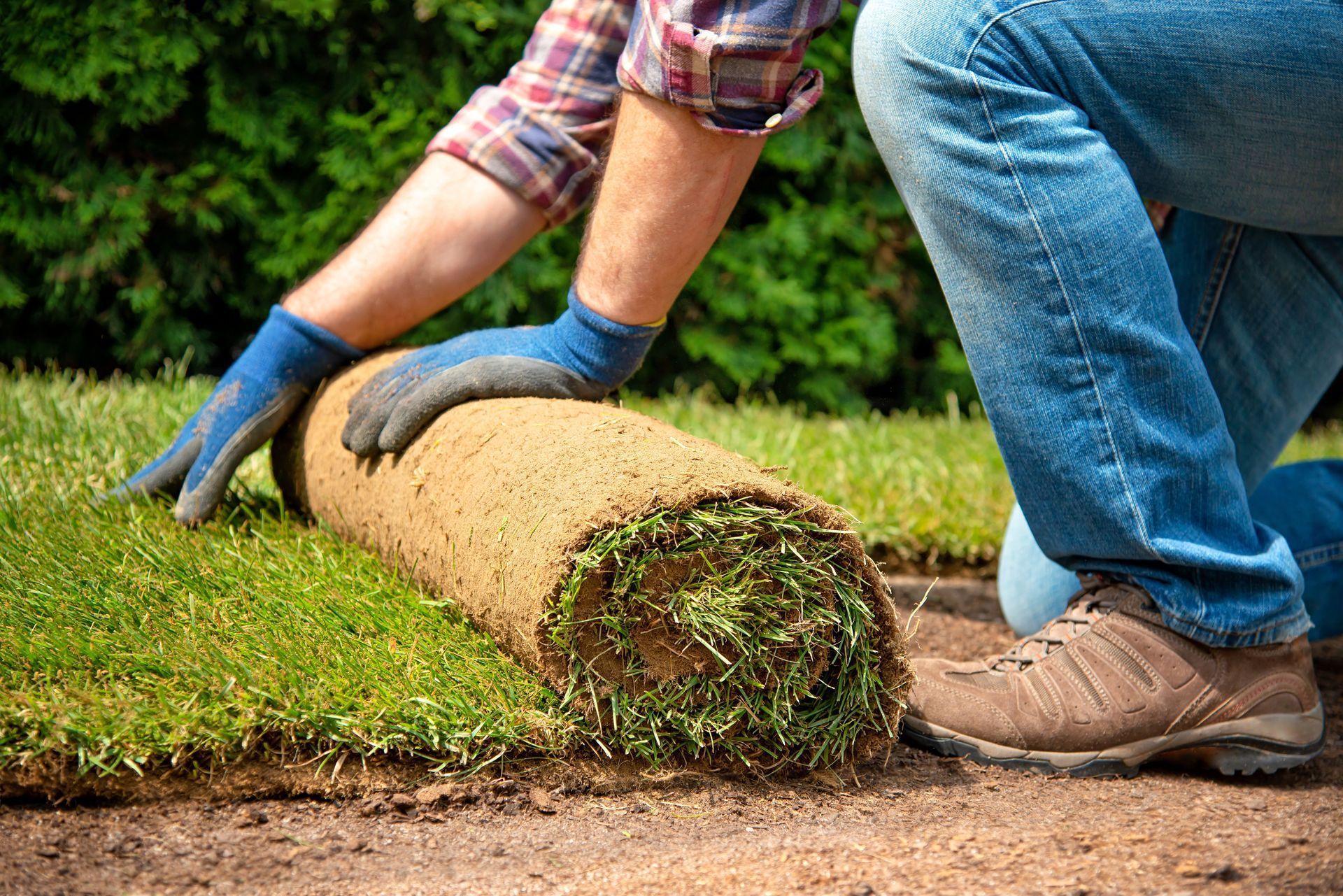 Two people roll out a fresh sod roll on a lawn, wearing gloves and jeans.