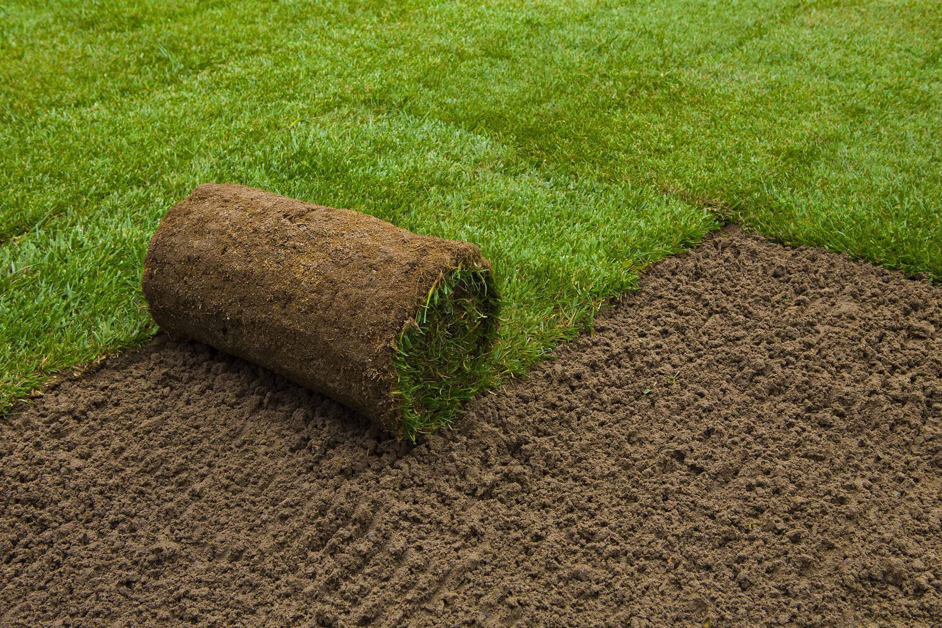 Rolled sod being laid over brown soil on a green lawn