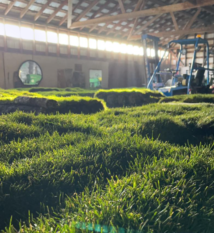 Rows of lush green seedlings in a sunlit greenhouse with a tractor in the background