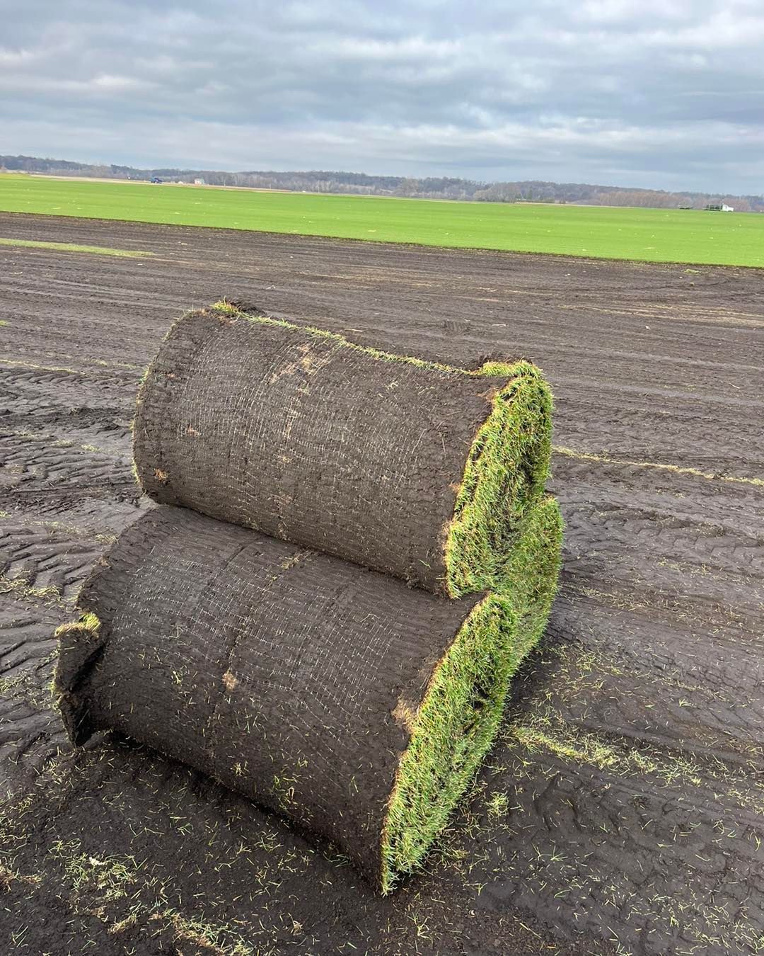 Rolled turf sod on a muddy field, with green grass and farmland in the background