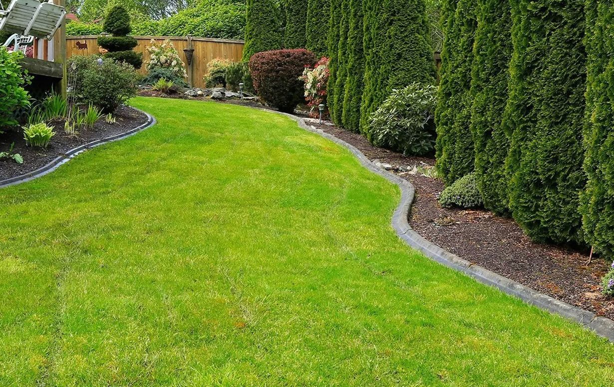 Green lawn with a dark stone border, alongside a line of tall evergreen trees.