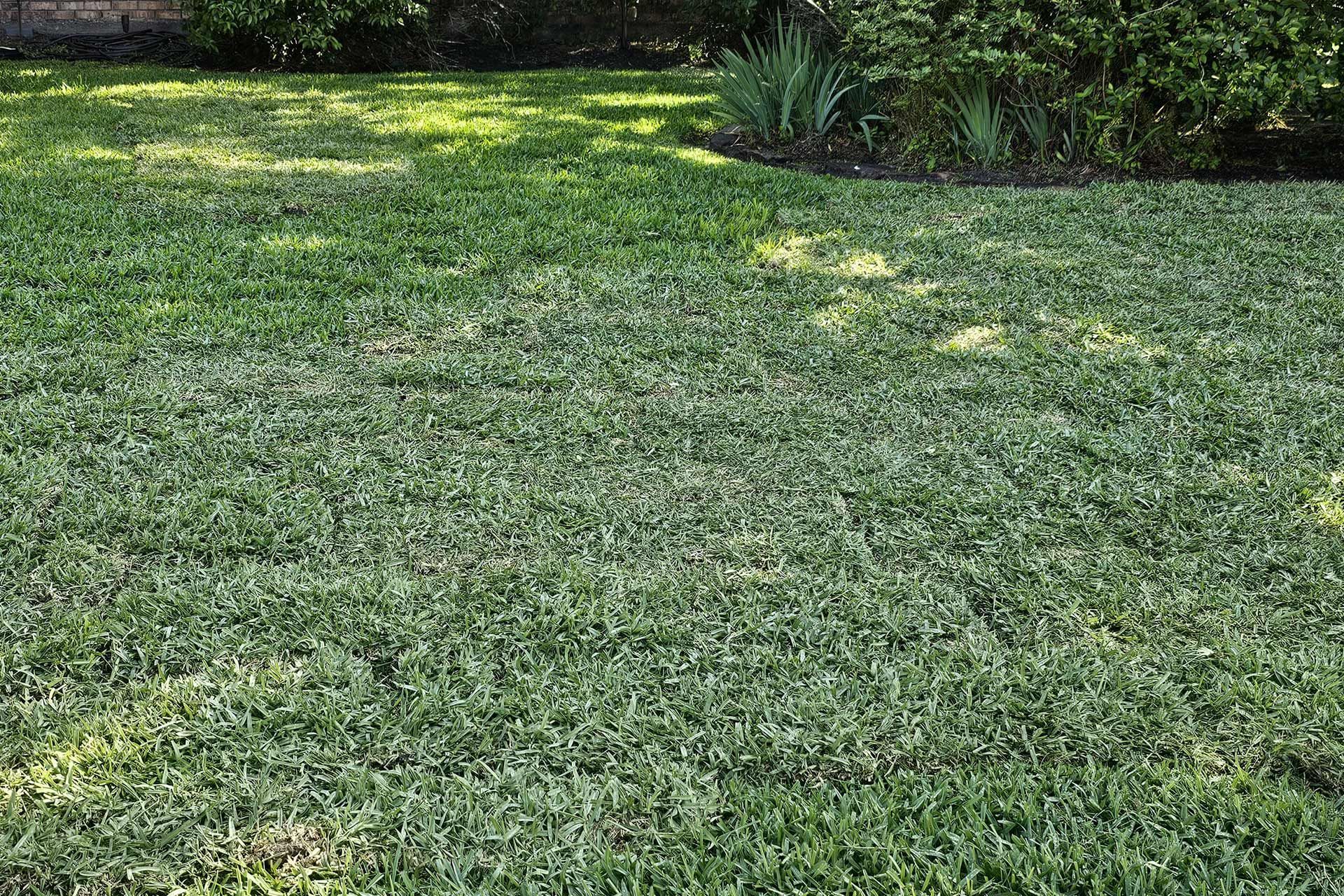Sod Installation & Lawn Health — Kingwood, TX Sod installation and lawn health services in Kingwood, TX by Orion’s Rain