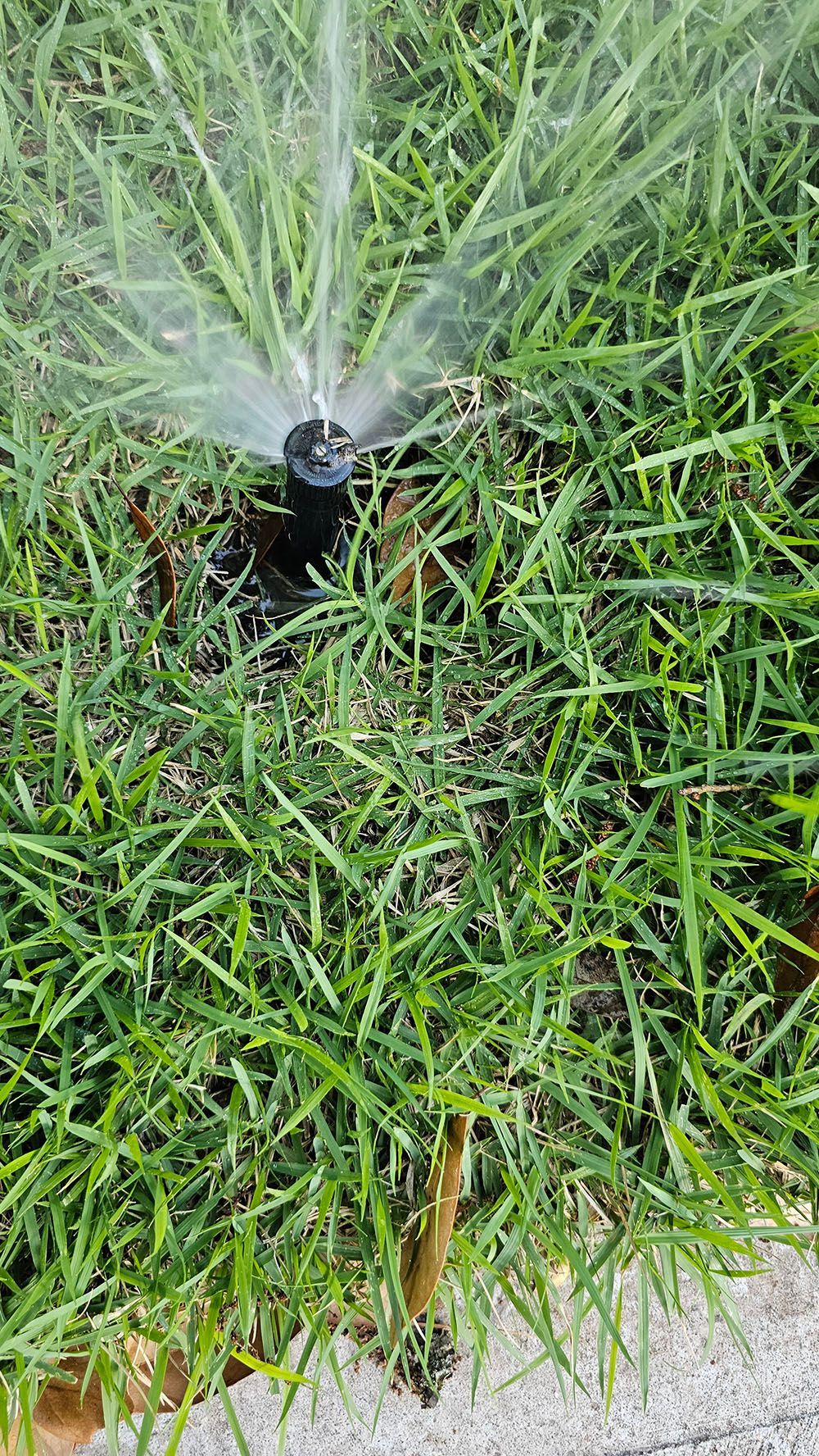 A sprinkler is spraying water on a lush green lawn.