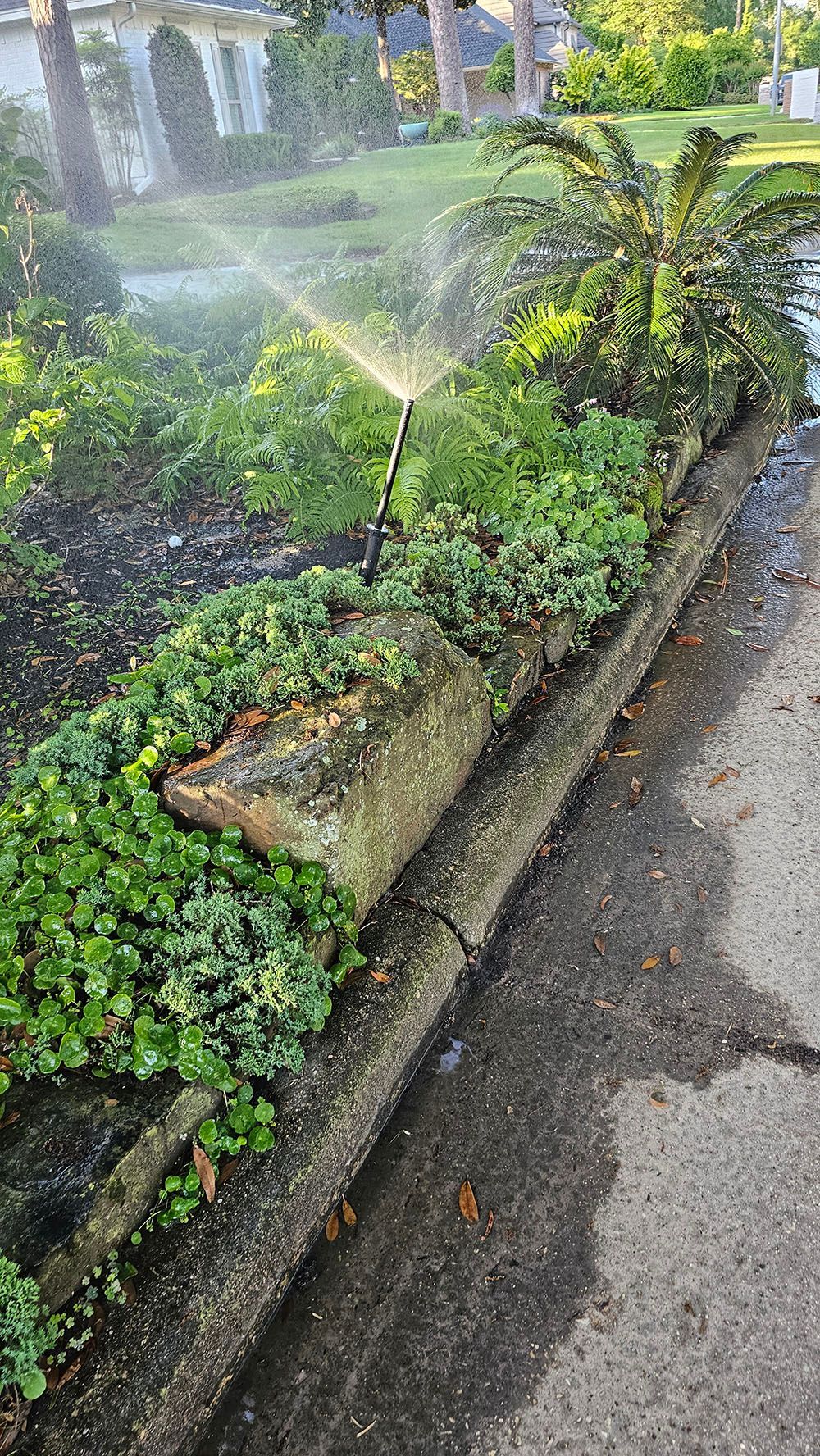 A sprinkler is spraying water on a lush green garden.