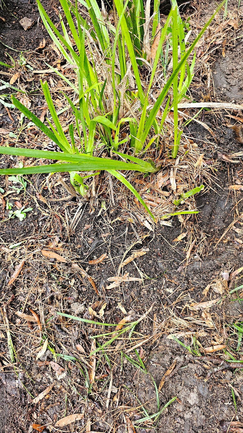 A close up of a plant growing out of the ground.