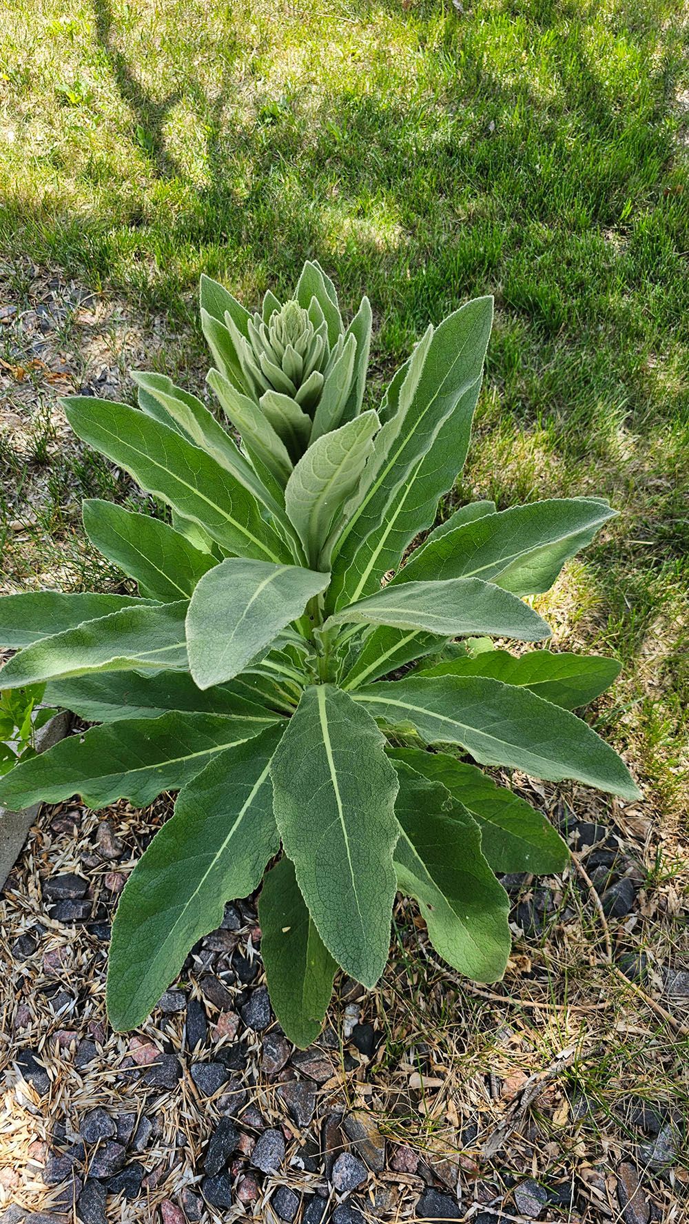 A small plant with green leaves is growing in the dirt.