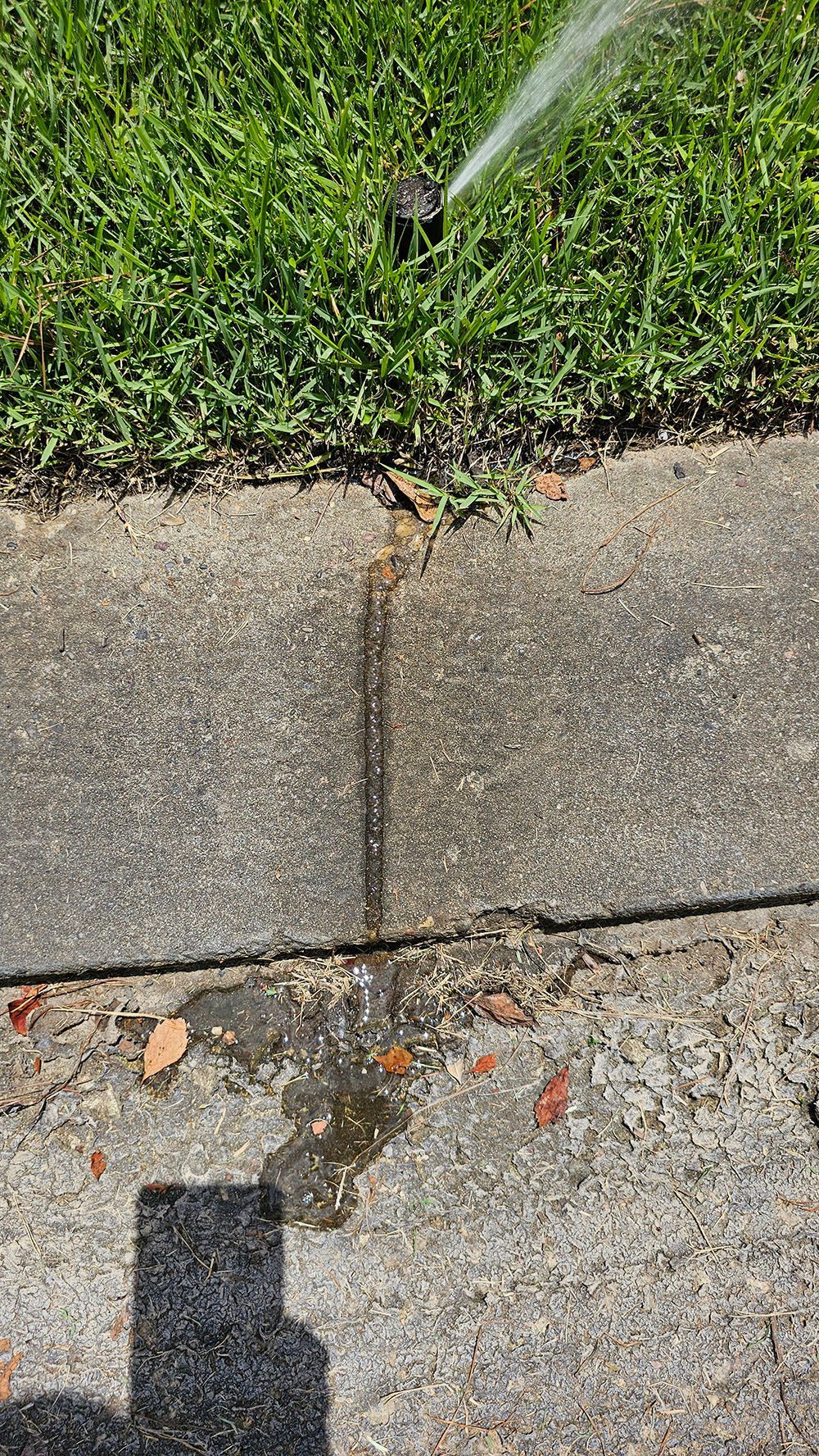 A sprinkler is spraying water on a sidewalk next to a lawn.