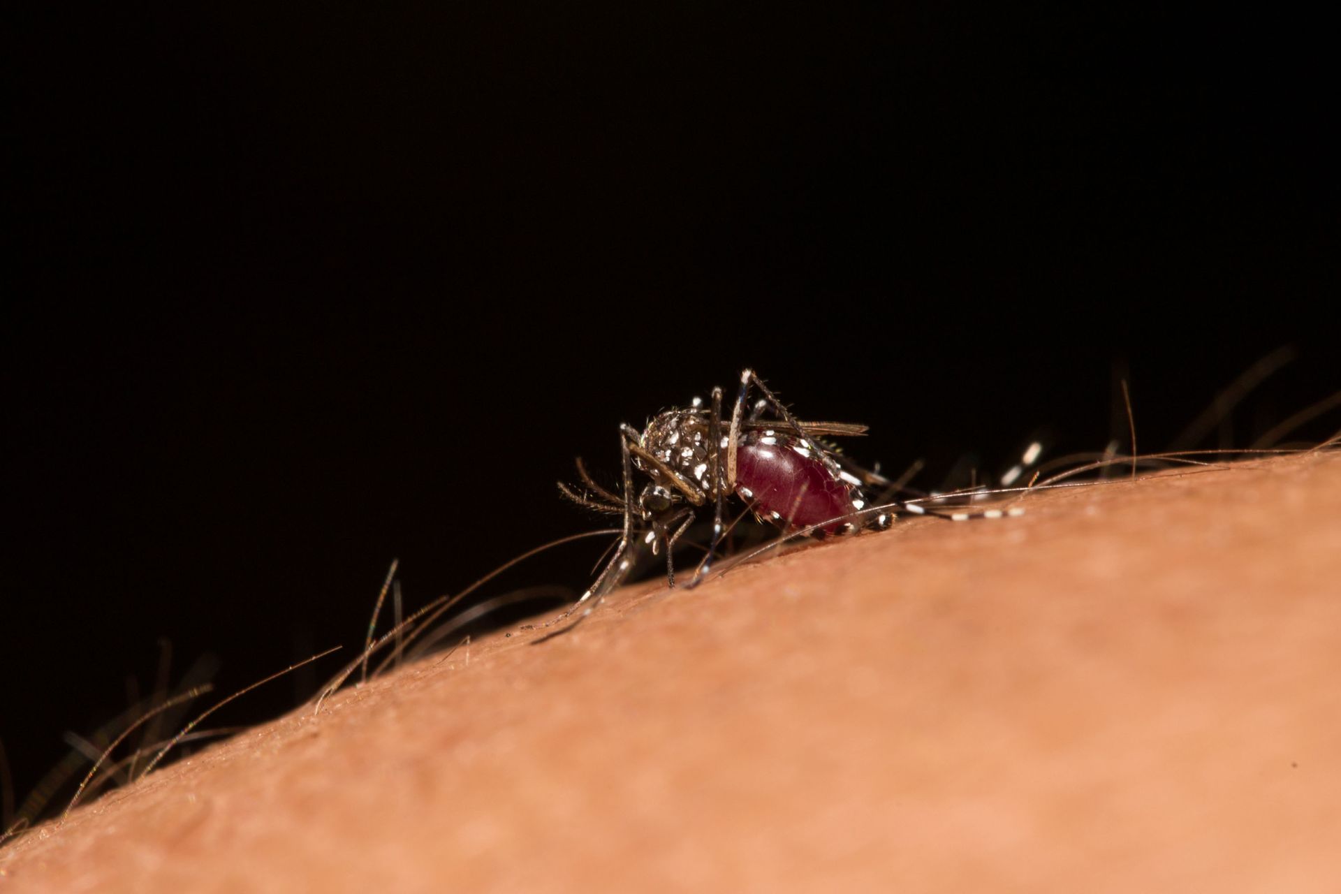 pest control service