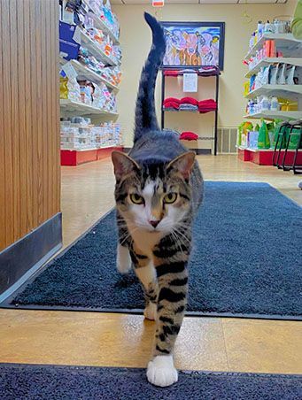 A cat is walking through a store looking at the camera.