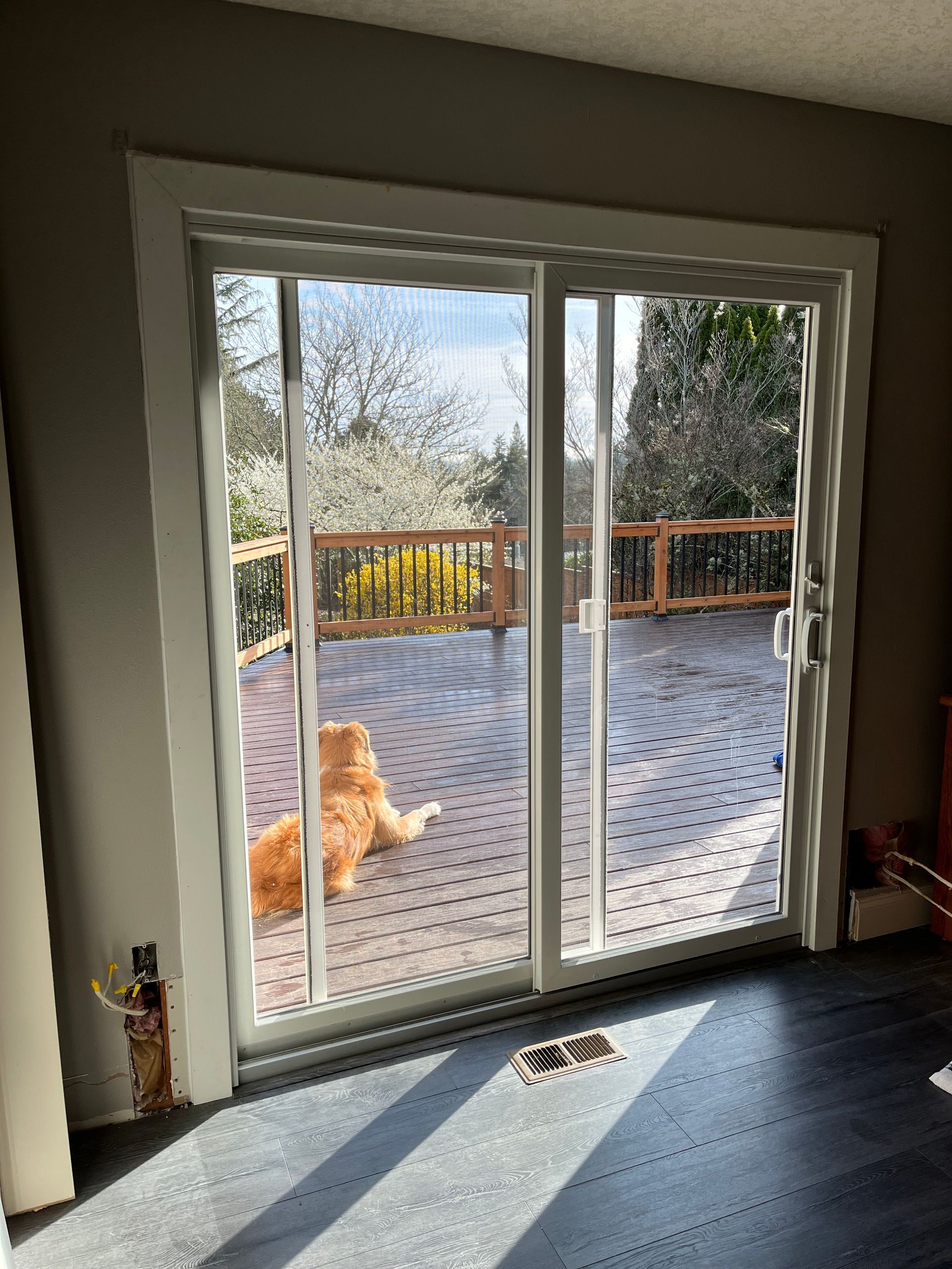 Golden retriever on deck, visible through sliding glass door. Sunny day, dark floor.