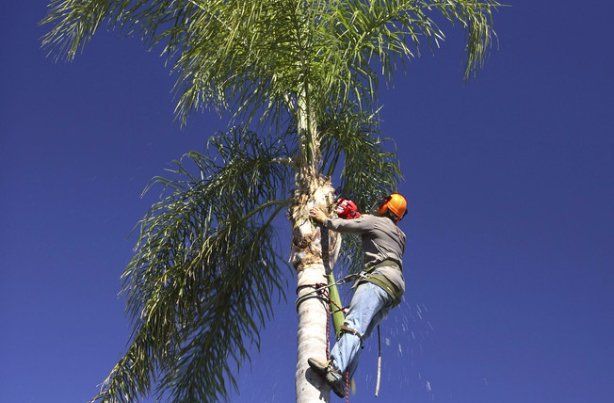 tree planting