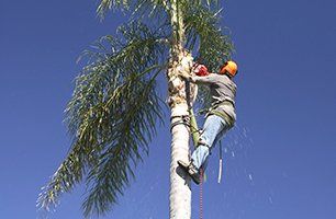 palm trimming