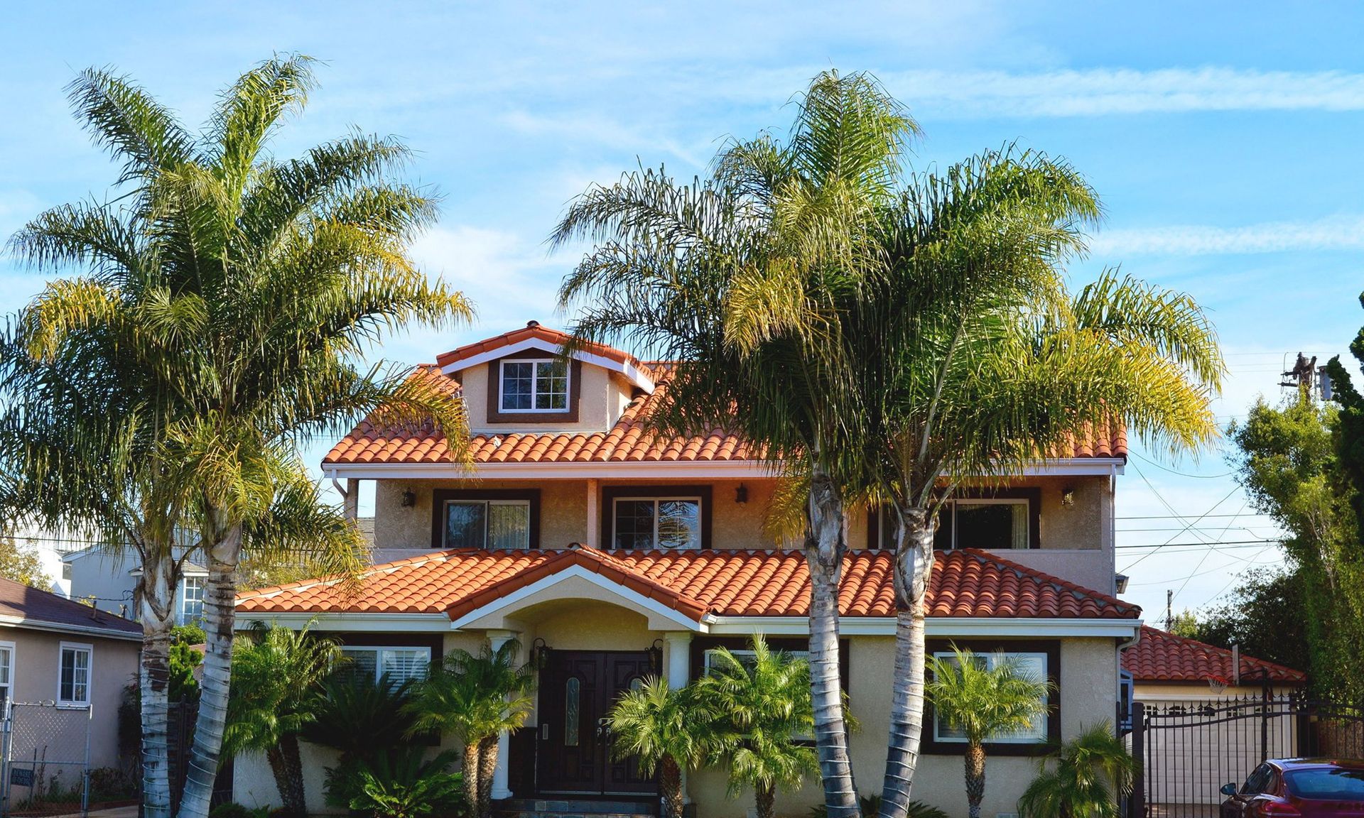 palm trees