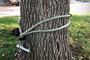 Cable around tree