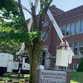 Tree trimming