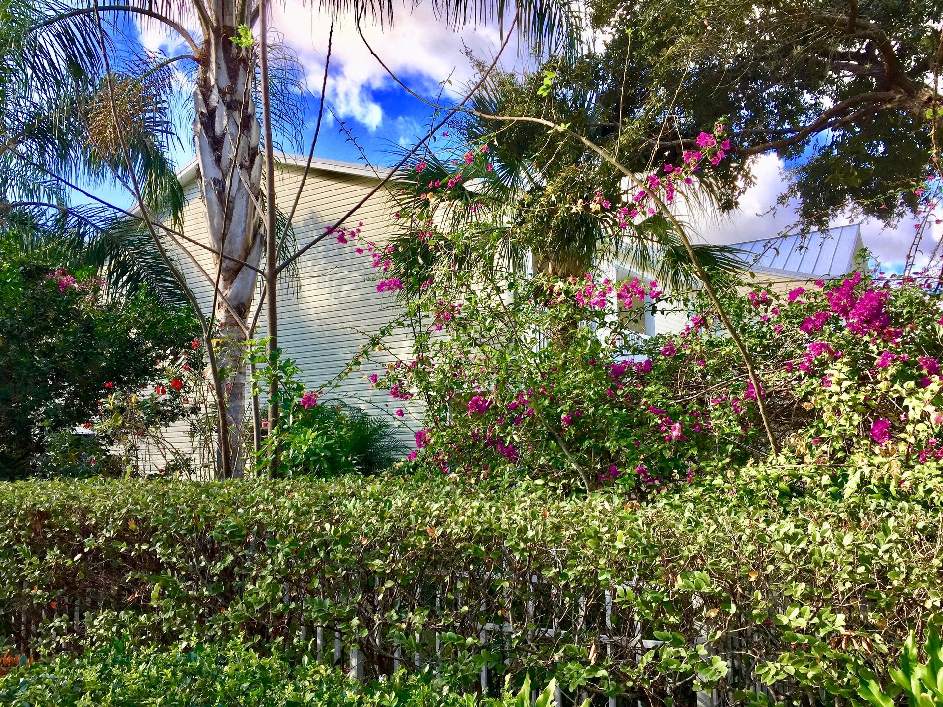 A bush with purple flowers in front of a house.