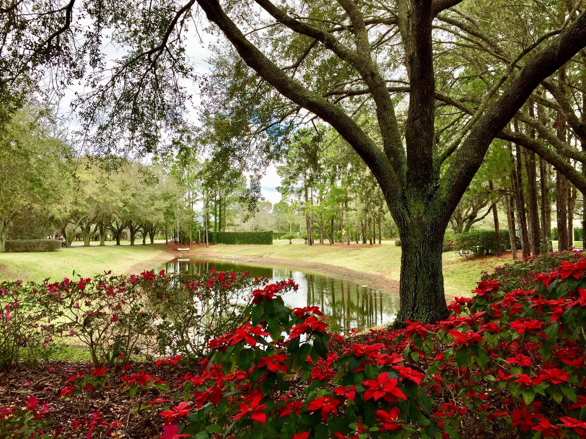 A pond surrounded by trees and red flowers in a park.