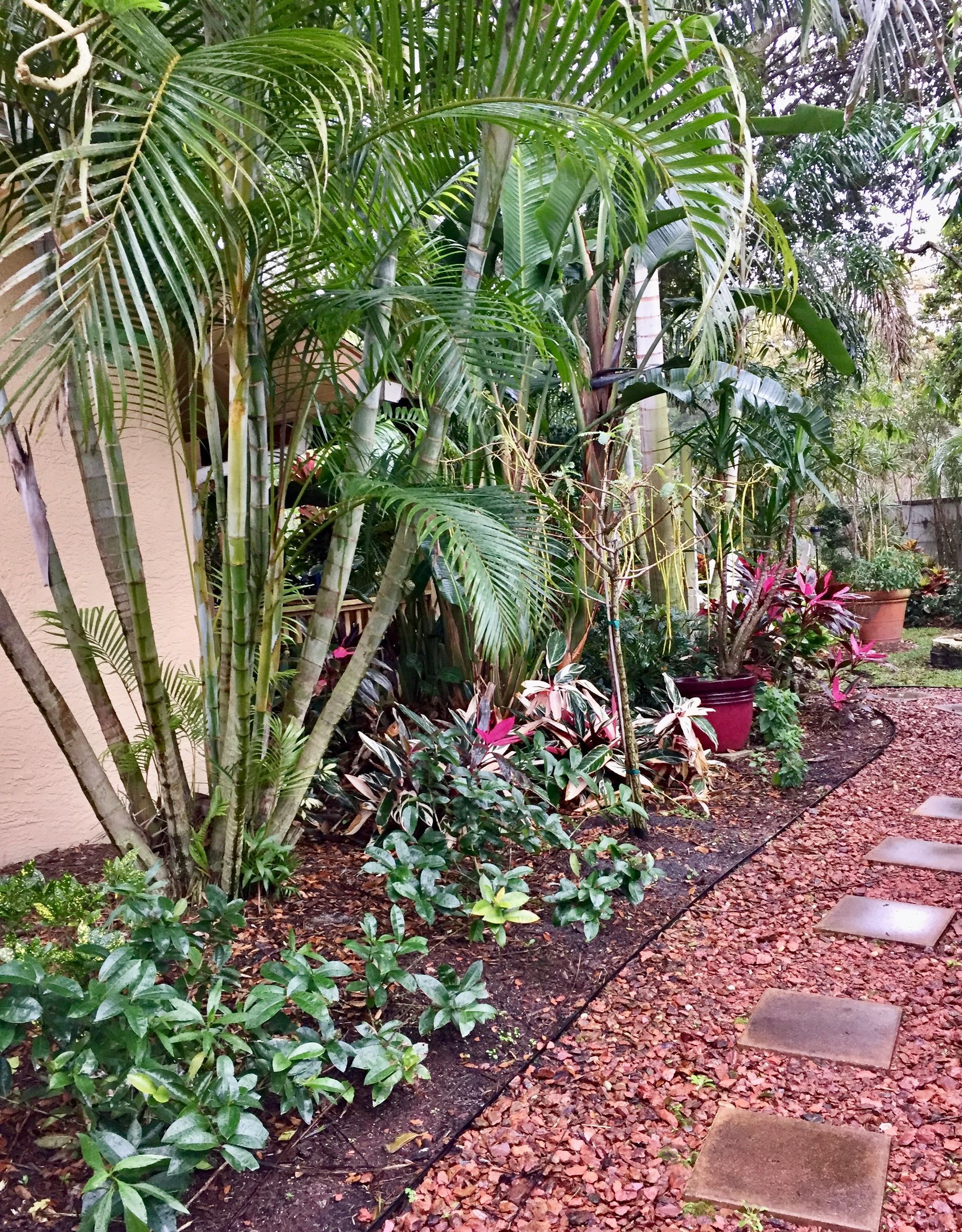 A garden with lots of plants and trees and a walkway.
