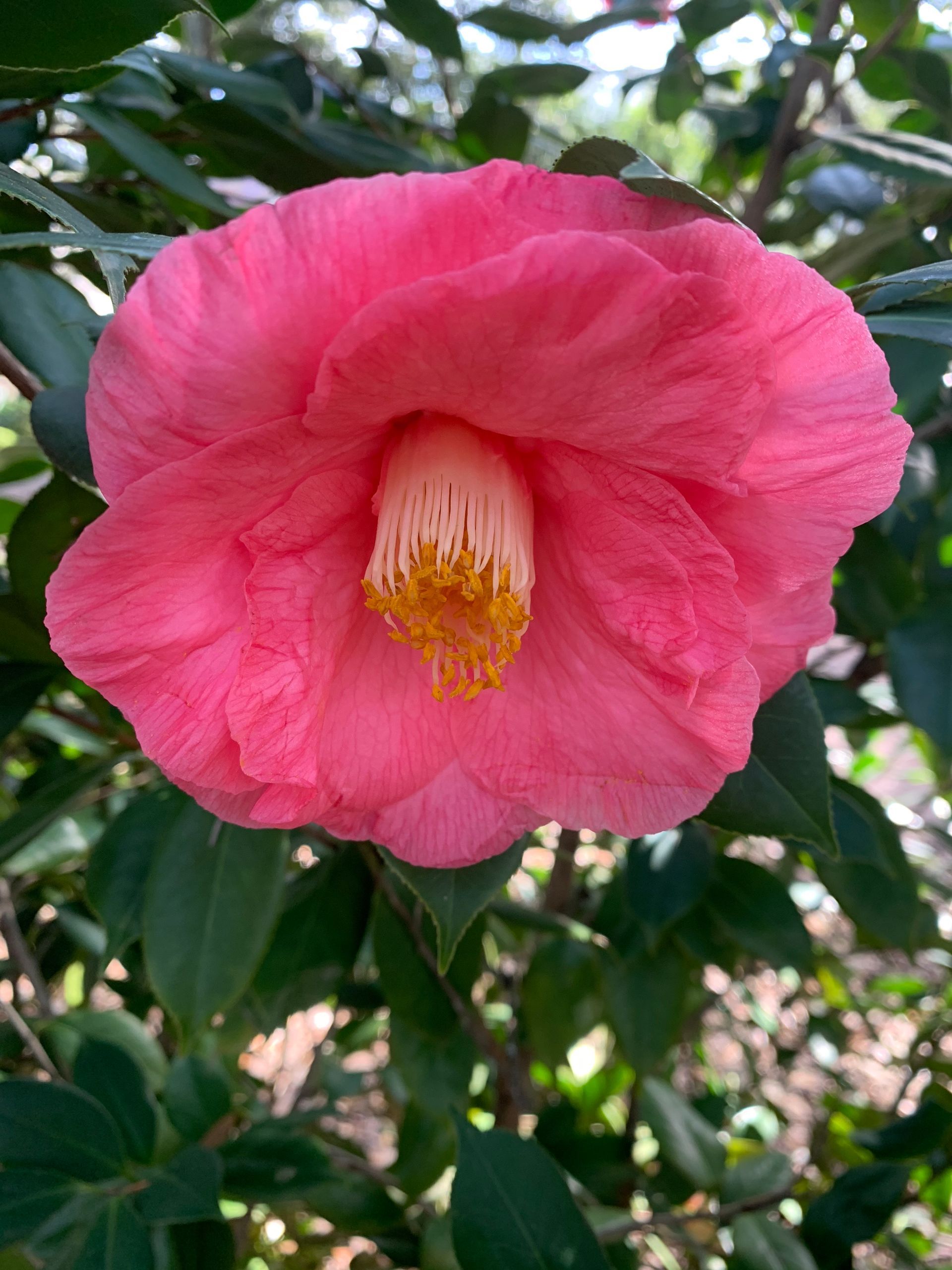 A close up of a pink flower with a yellow center surrounded by green leaves.