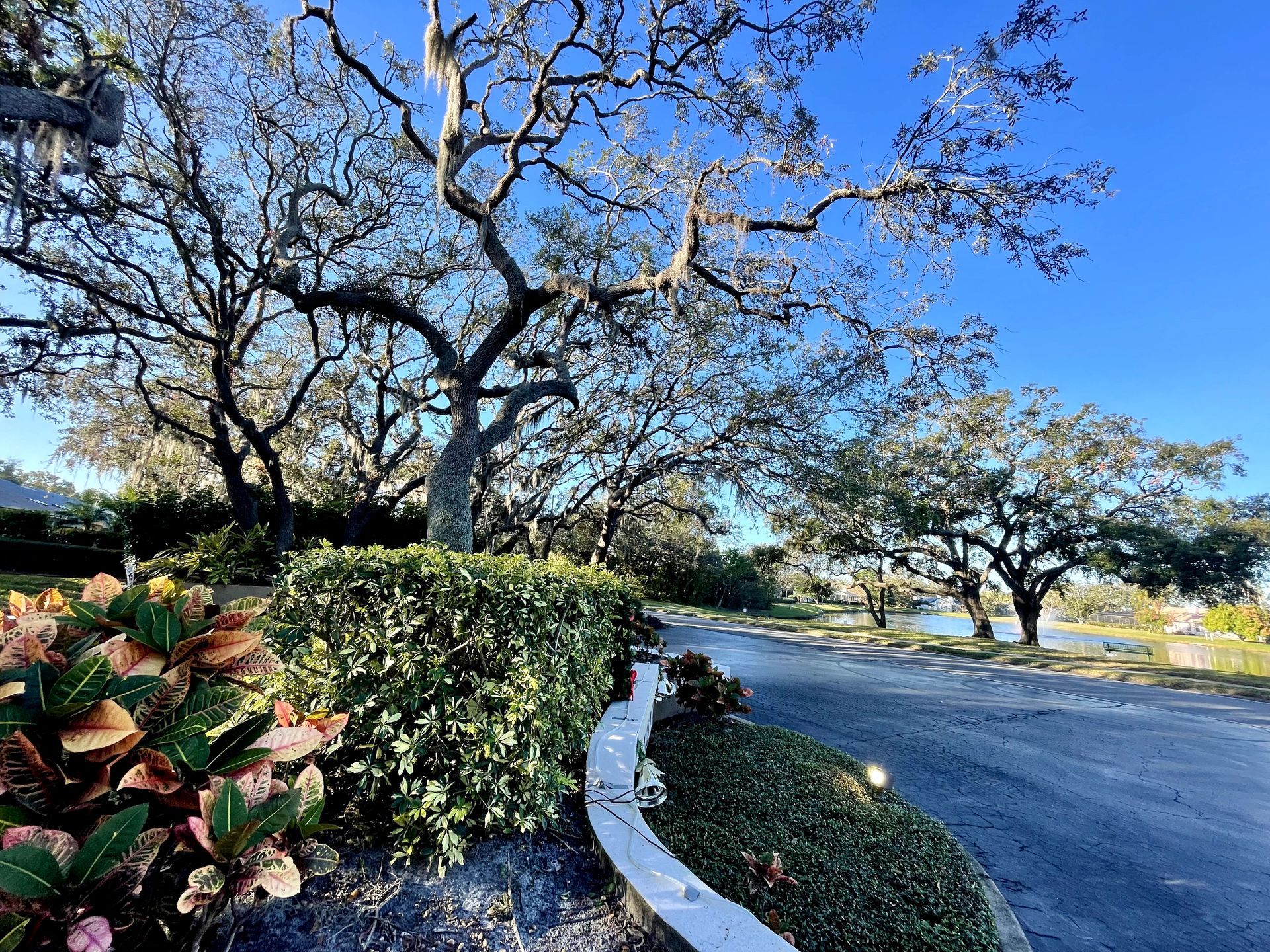 There are trees and bushes on the side of the road.
