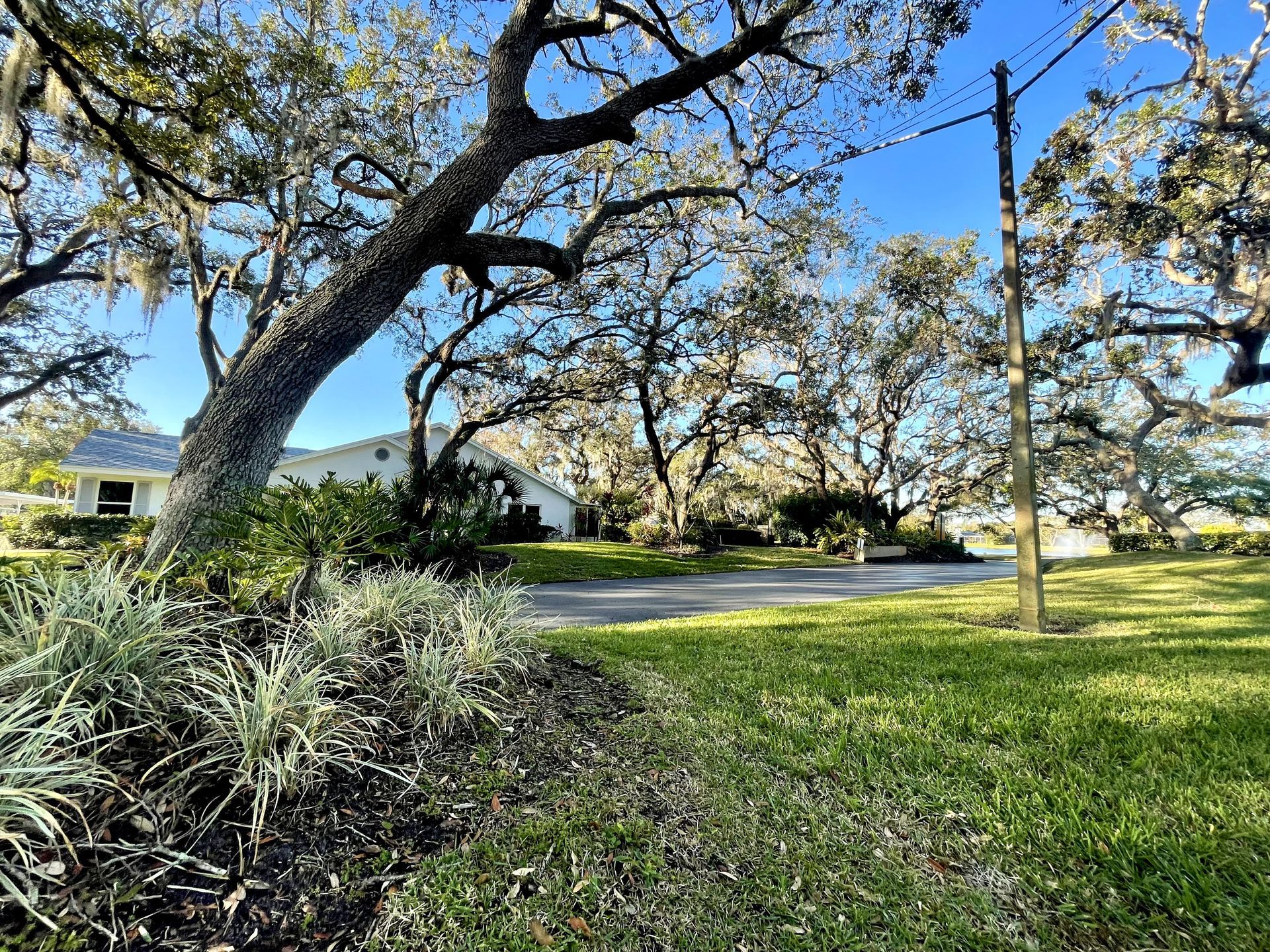 A lush green field with trees and a house in the background.