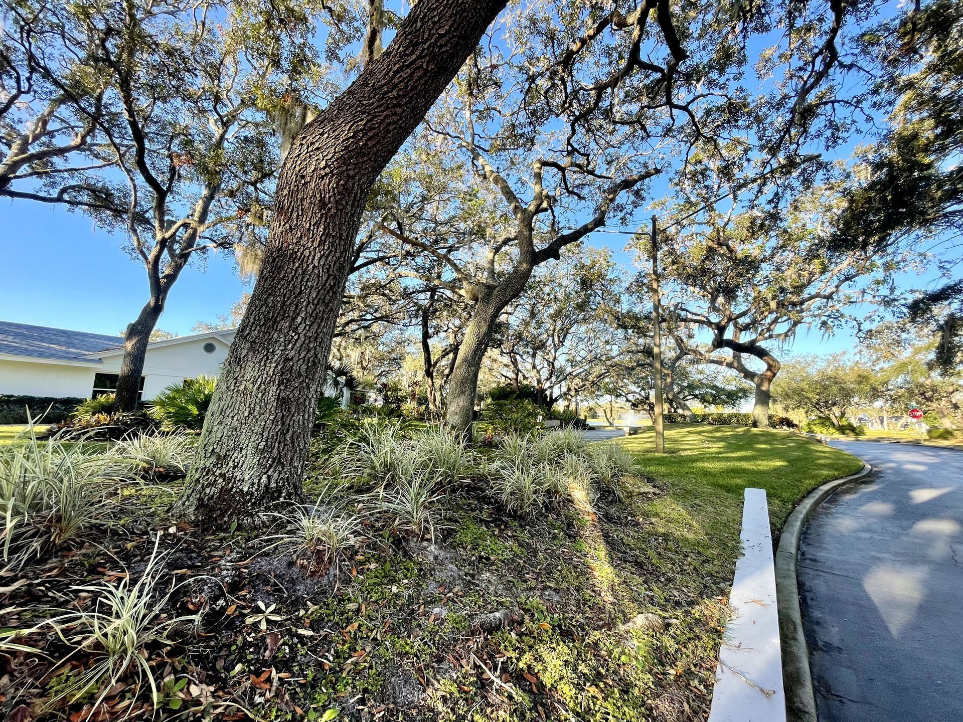 A tree is sitting on the side of a road next to a house.
