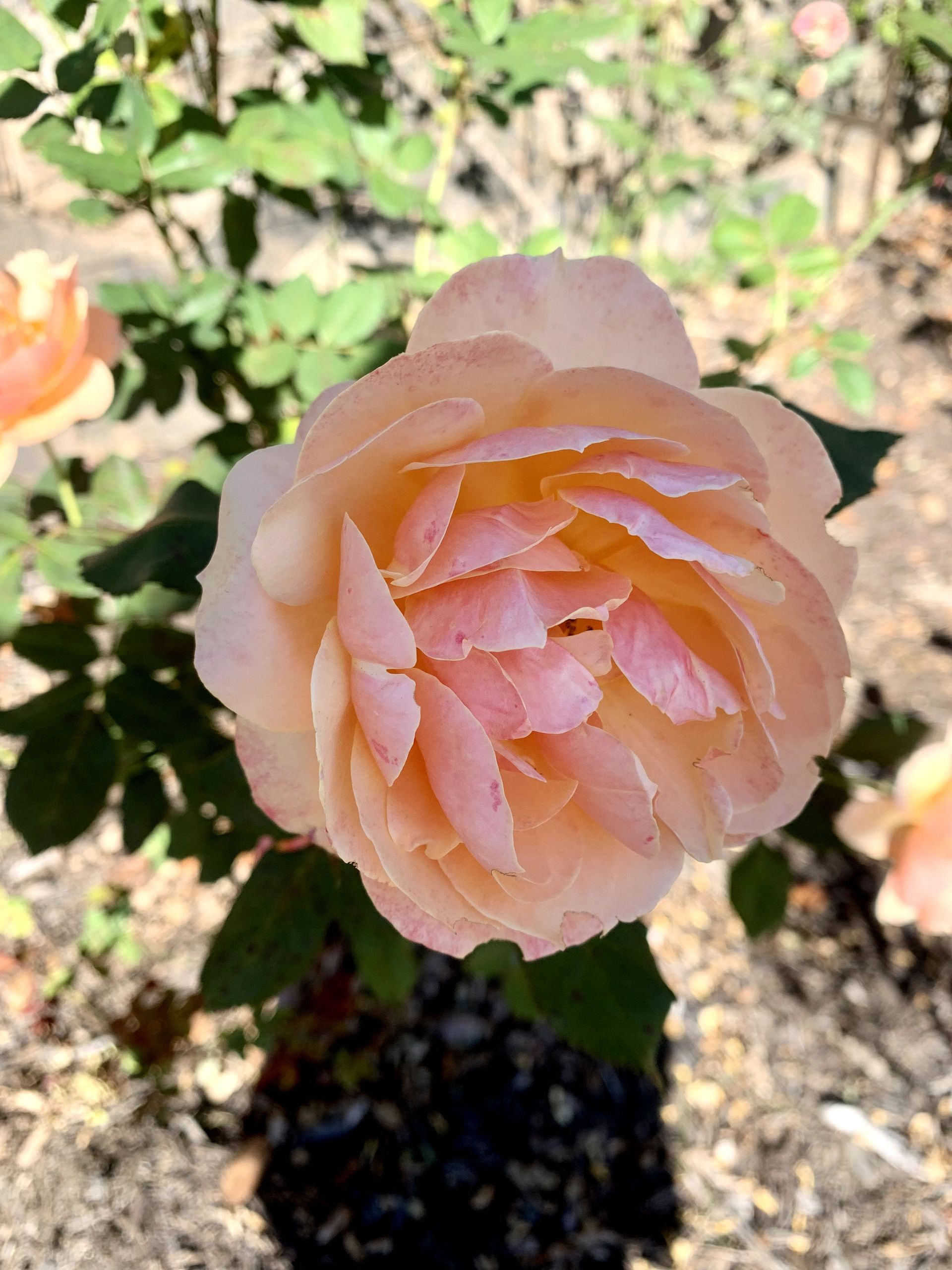 A close up of a pink rose in a garden
