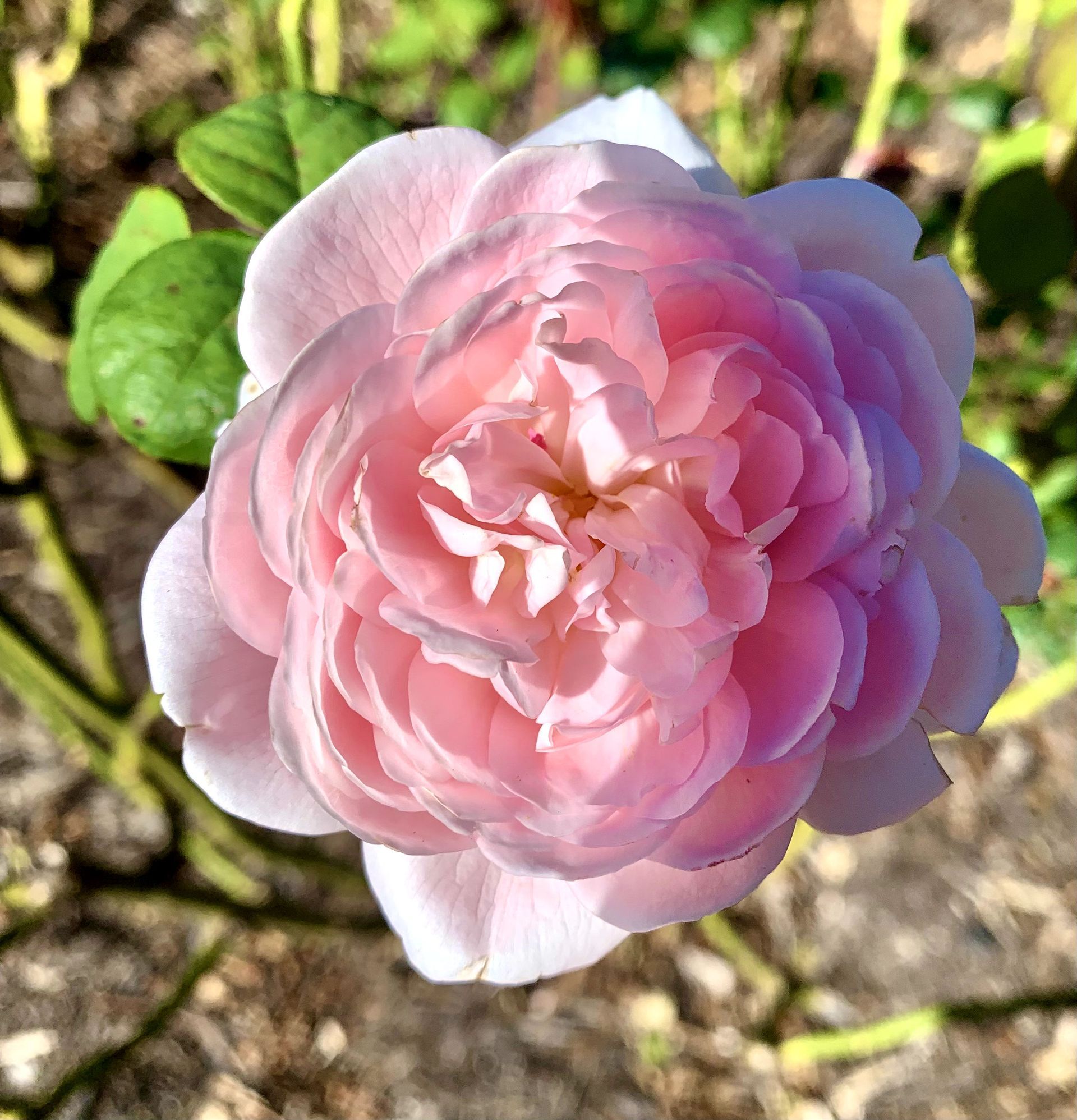 A close up of a pink rose with green leaves