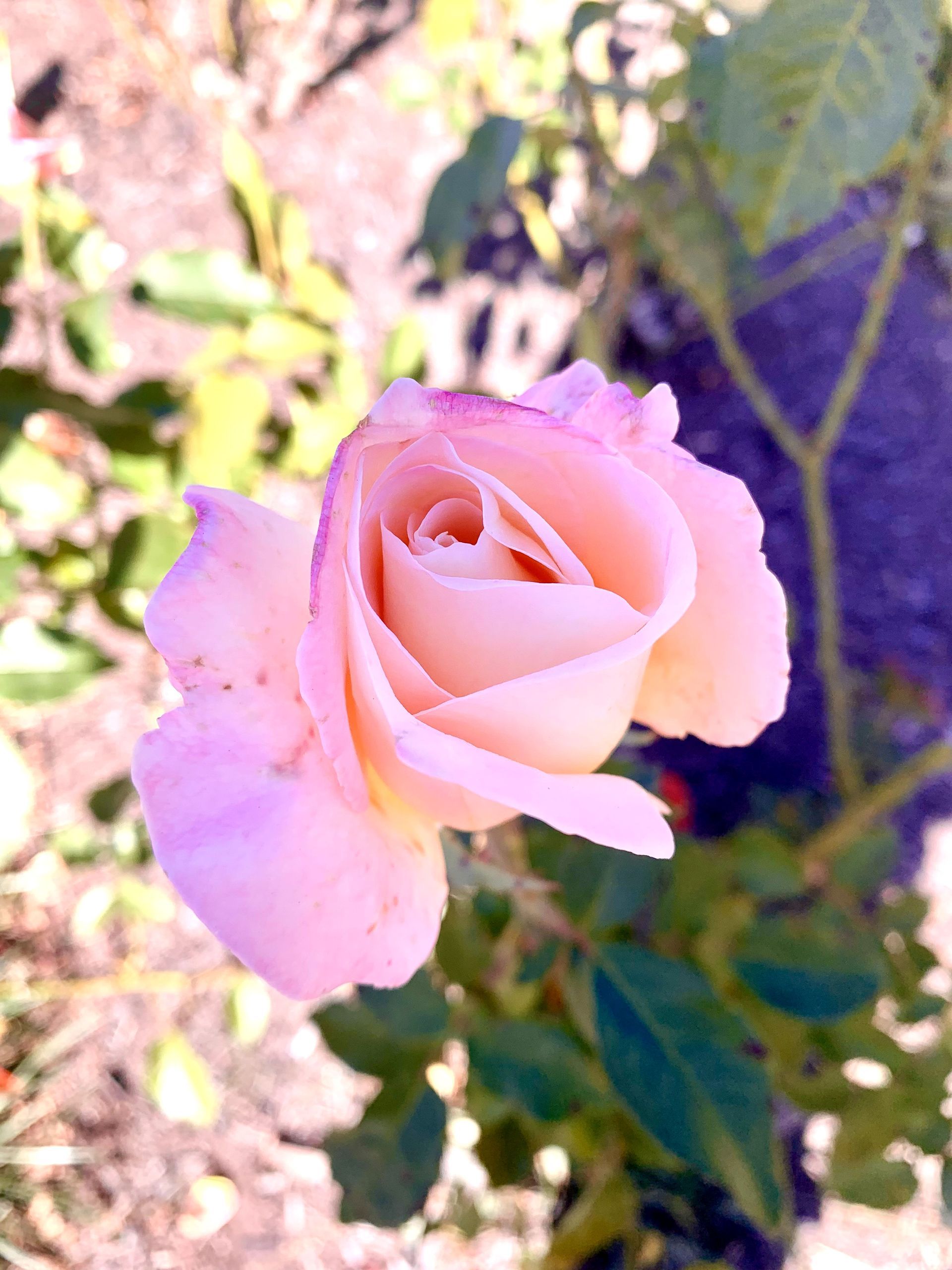 A close up of a pink rose with green leaves in the background