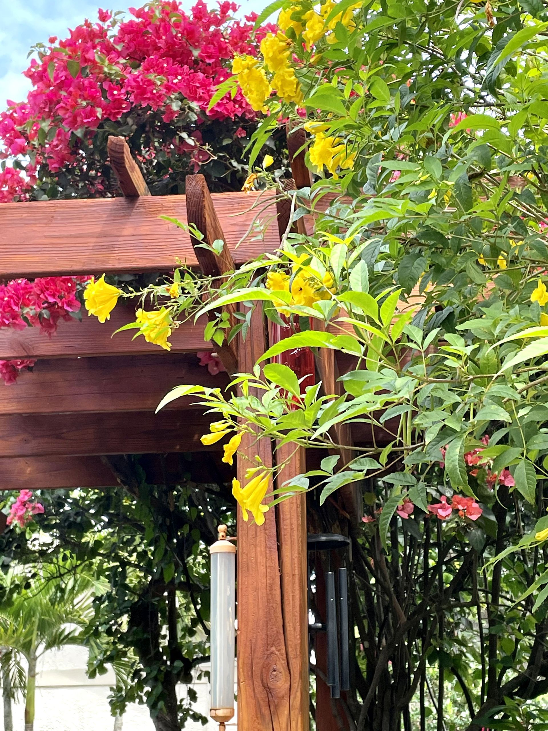 A wooden pergola with yellow flowers and red flowers growing on it.