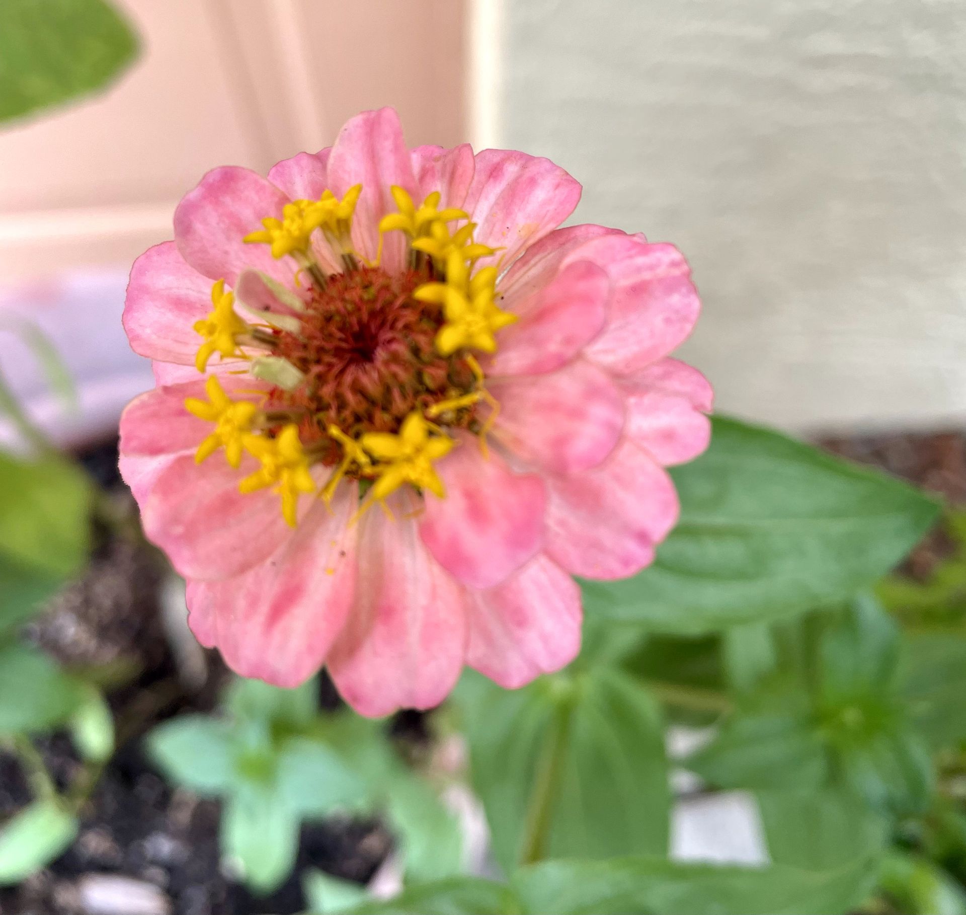A close up of a pink flower with yellow center